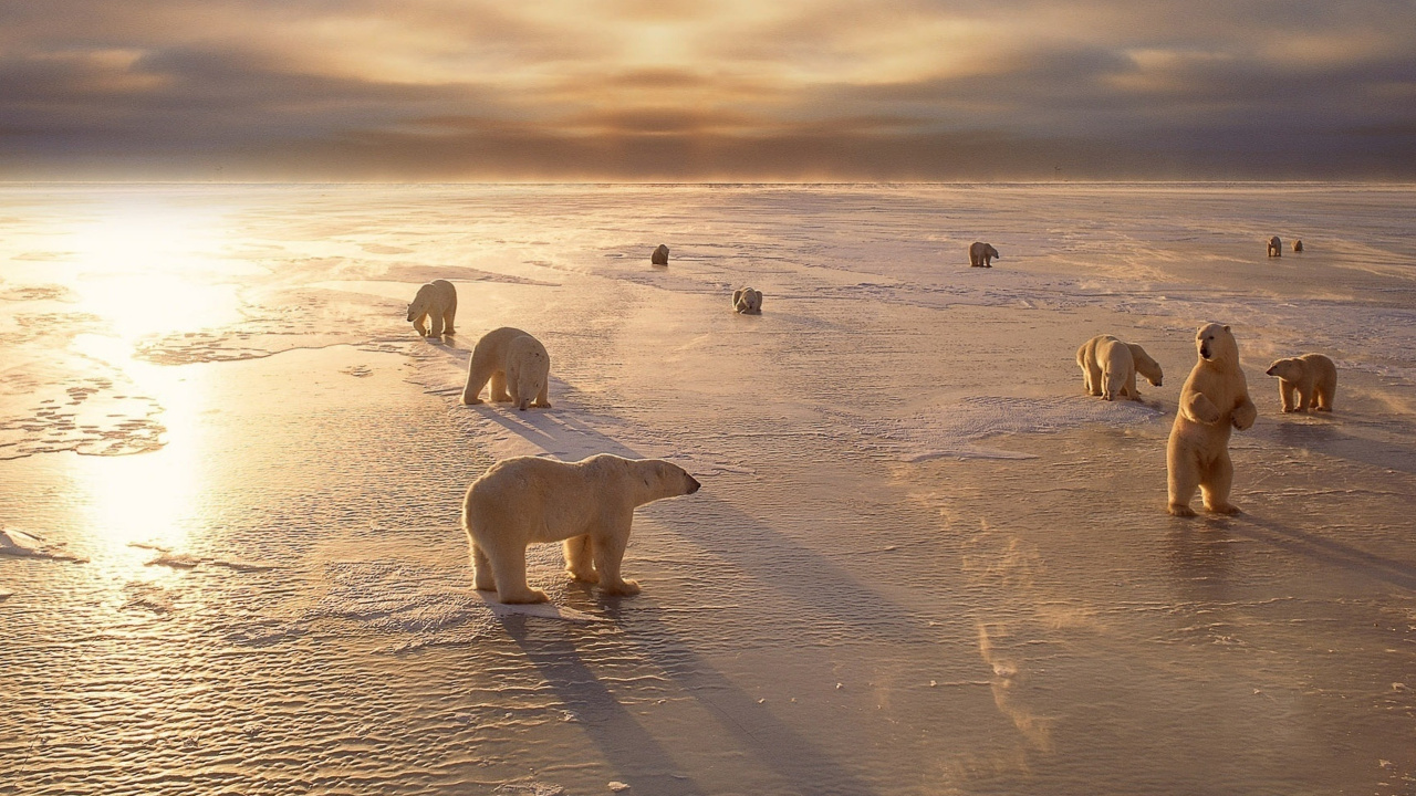 北极熊, 冷静, 沙, 野生动物, 北极 壁纸 1280x720 允许