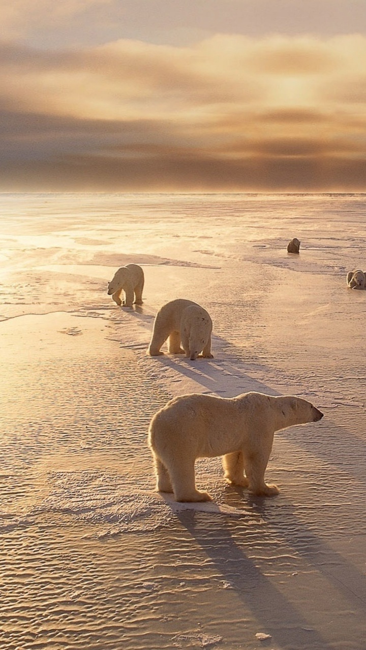 北极熊, 冷静, 沙, 野生动物, 北极 壁纸 720x1280 允许