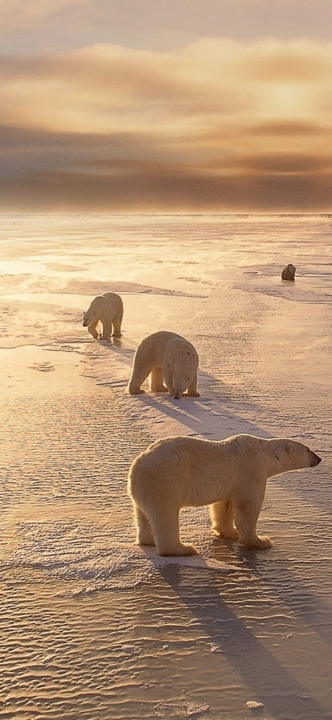 White Polar Bear on Brown Sand During Daytime. Wallpaper in 1125x2436 Resolution