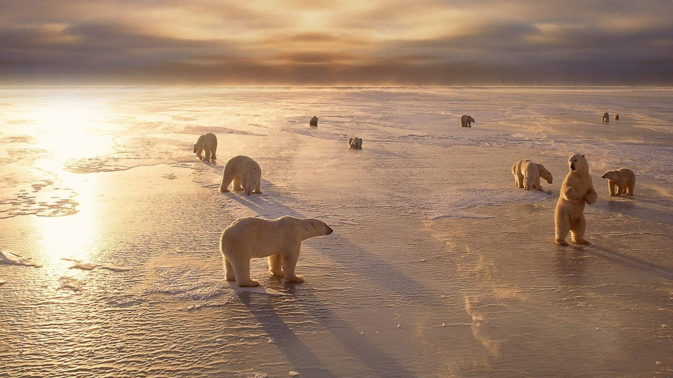 White Polar Bear on Brown Sand During Daytime. Wallpaper in 1366x768 Resolution