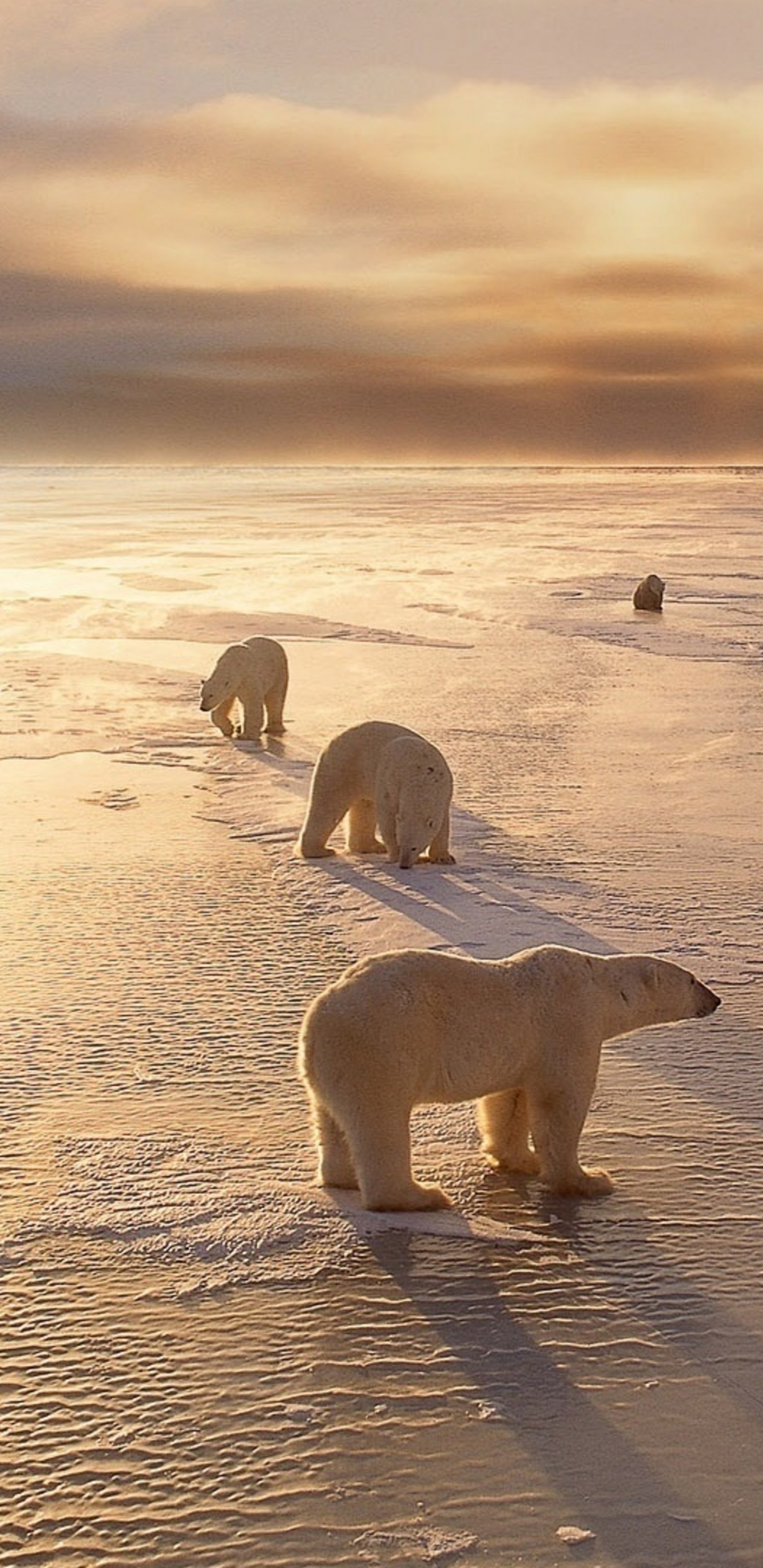 Weißer Eisbär Auf Braunem Sand Tagsüber. Wallpaper in 1440x2960 Resolution