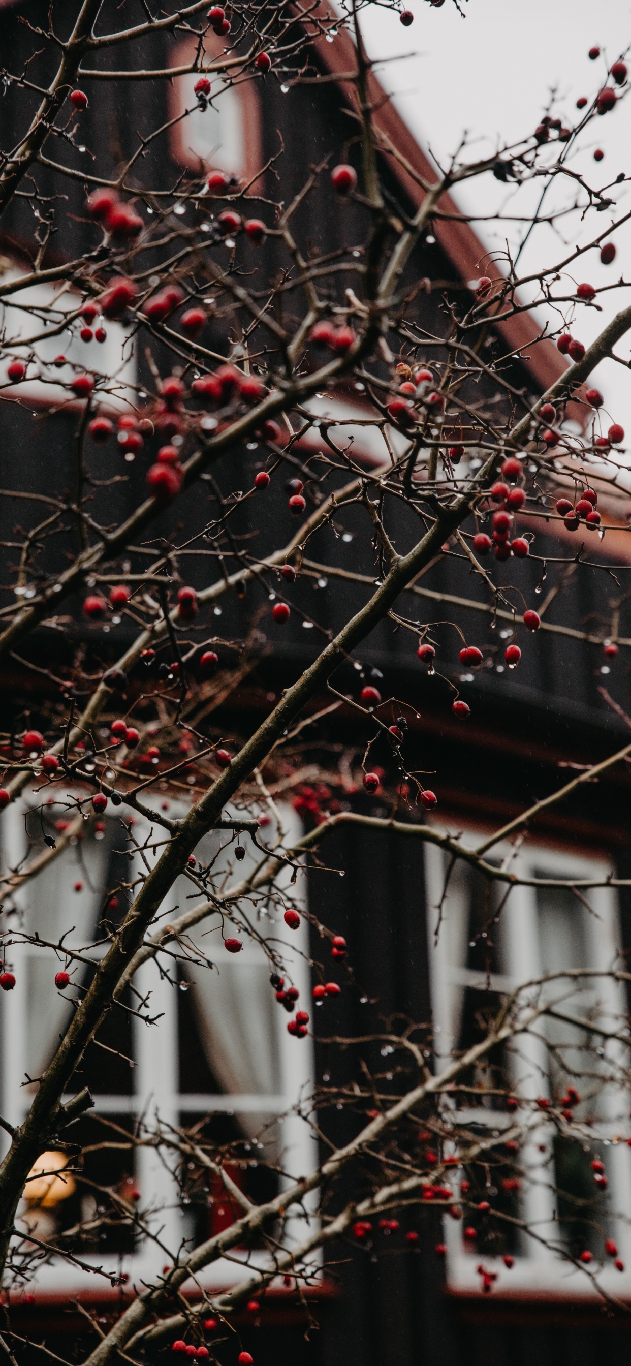 Branche D'arbre Brune Aux Fruits Rouges. Wallpaper in 1242x2688 Resolution