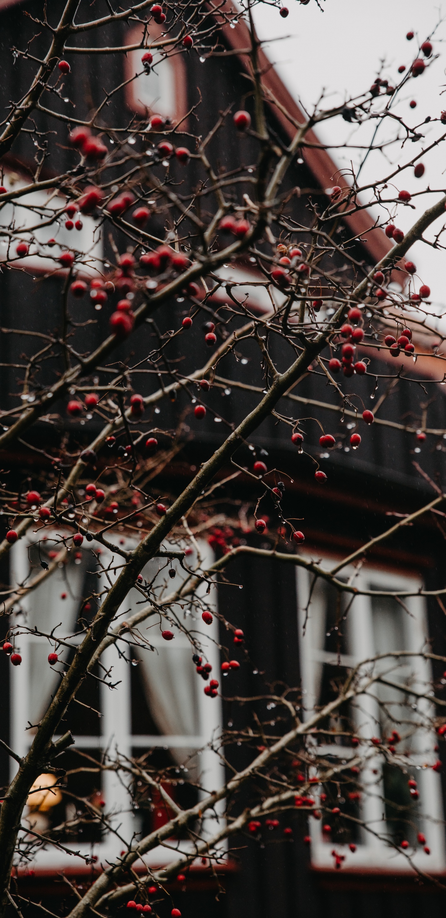 红色的, 树枝, 建筑, 木本植物, 弹簧 壁纸 1440x2960 允许