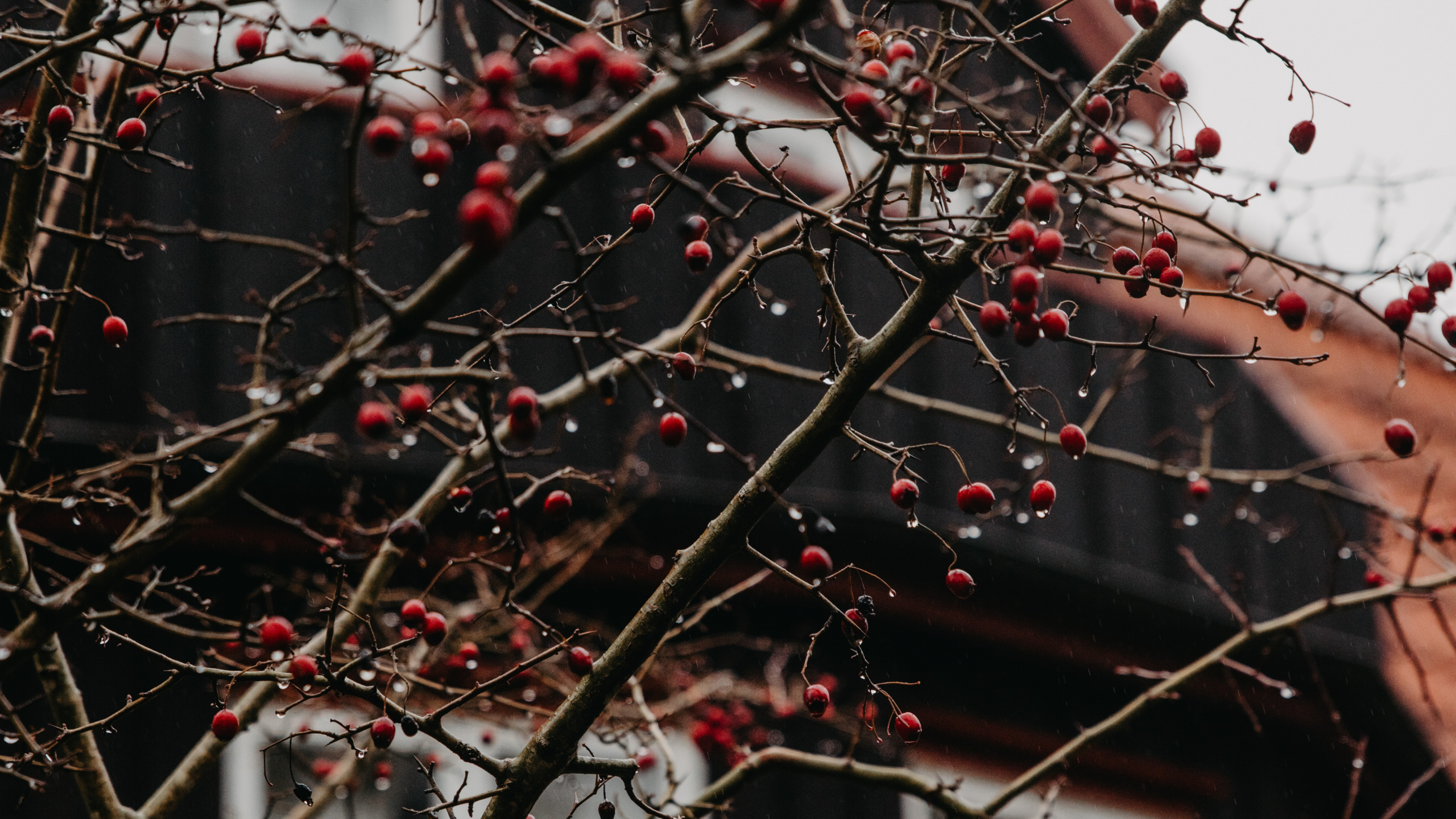 Brown Tree Branch With Red Fruits. Wallpaper in 2560x1440 Resolution