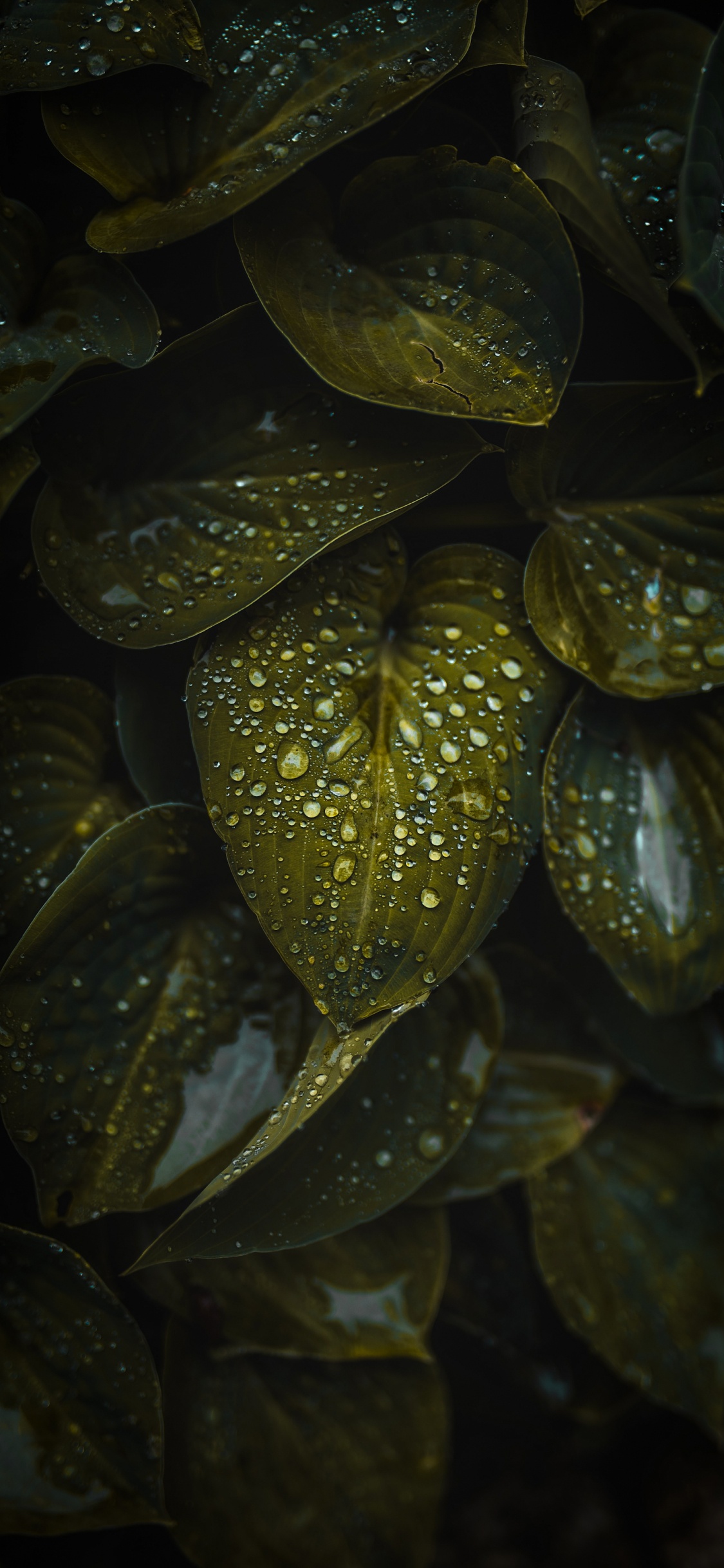 Eau, Plante Terrestre, Liquid, Pétale, Humidité. Wallpaper in 1125x2436 Resolution