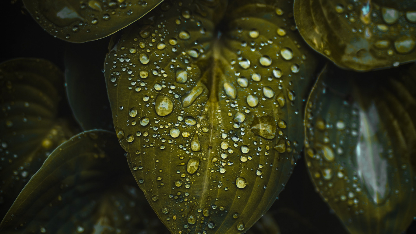Eau, Plante Terrestre, Liquid, Pétale, Humidité. Wallpaper in 1366x768 Resolution