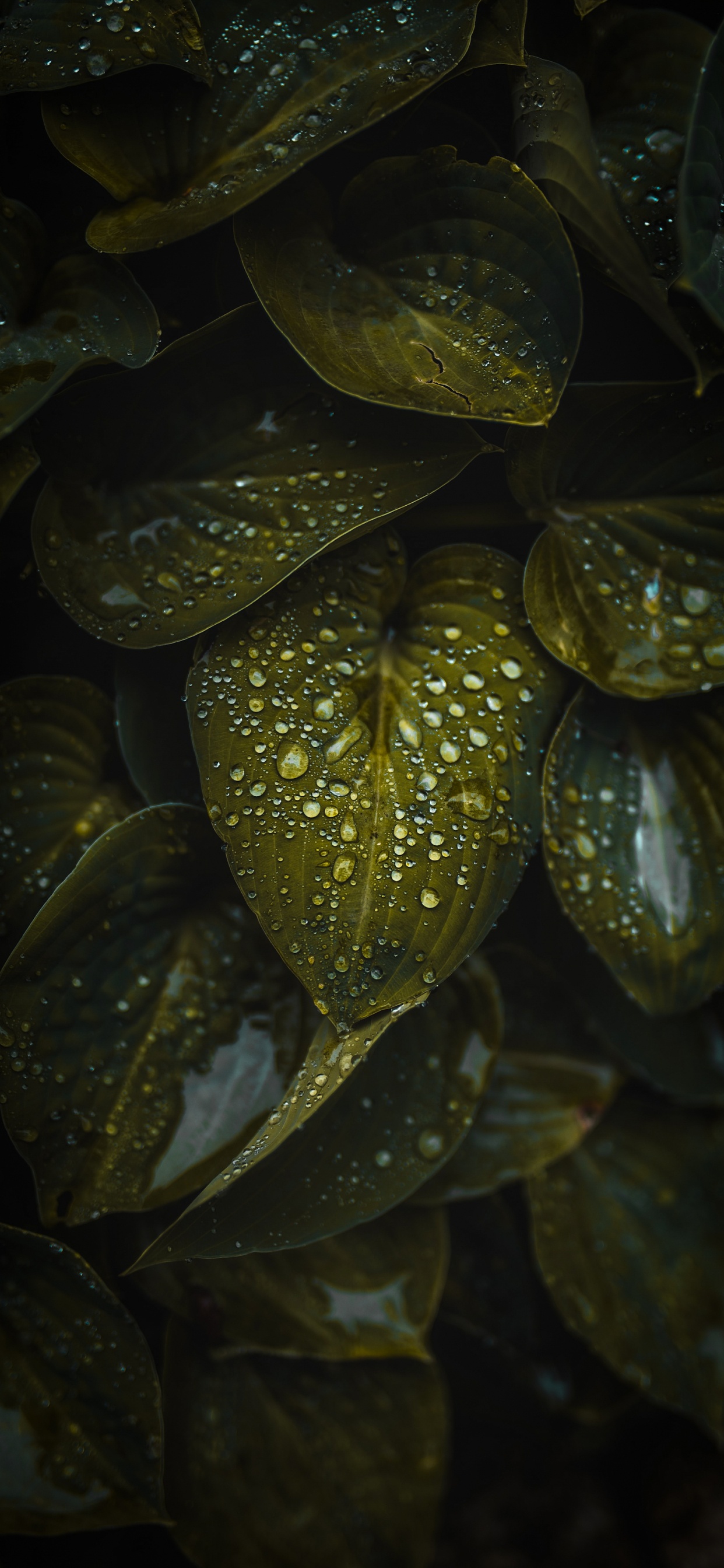 Water, Plant, Terrestrial Plant, Liquid, Petal. Wallpaper in 1242x2688 Resolution