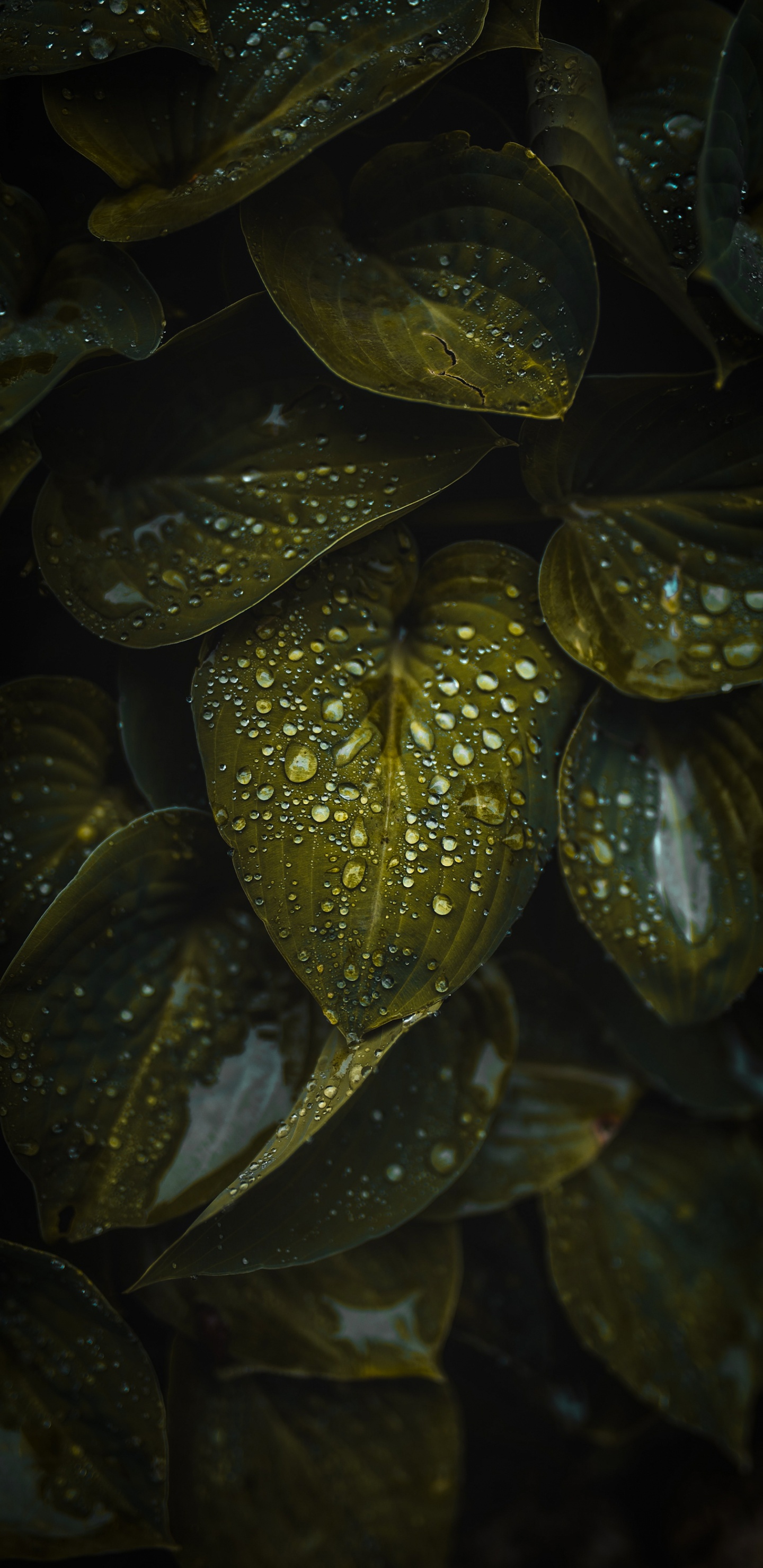 Water, Plant, Terrestrial Plant, Liquid, Petal. Wallpaper in 1440x2960 Resolution