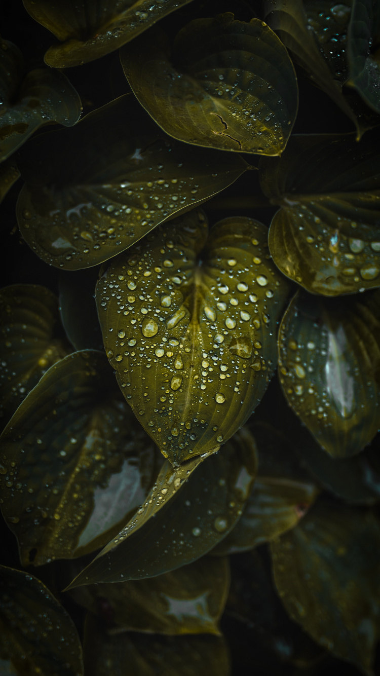 Water, Plant, Terrestrial Plant, Liquid, Petal. Wallpaper in 750x1334 Resolution