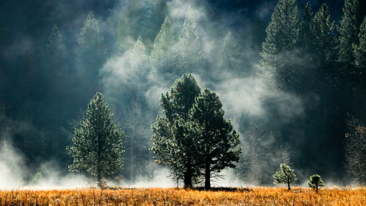 Green Trees on Brown Grass Field Under Gray Clouds. Wallpaper in 1280x720 Resolution