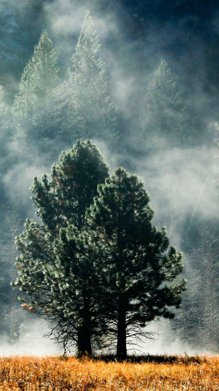 Green Trees on Brown Grass Field Under Gray Clouds. Wallpaper in 750x1334 Resolution