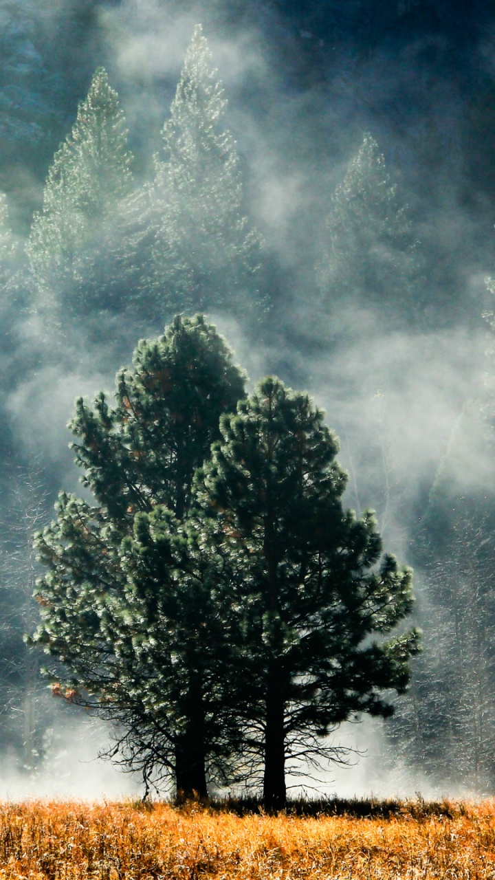 Arbres Verts Sur Terrain D'herbe Brune Sous Des Nuages Gris. Wallpaper in 720x1280 Resolution