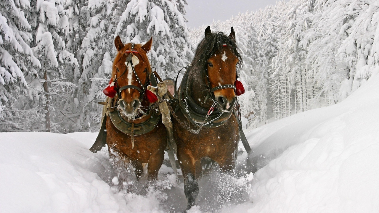 Brown Horse on Snow Covered Ground During Daytime. Wallpaper in 1280x720 Resolution
