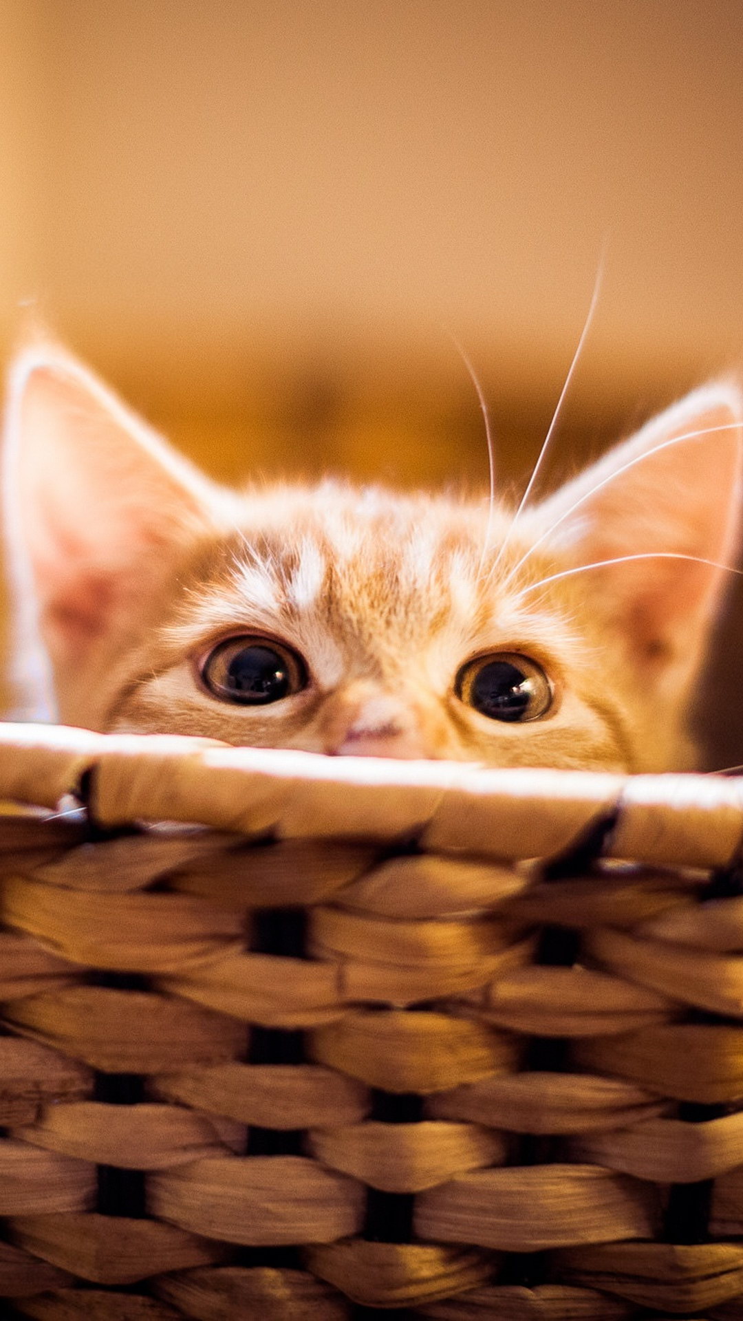 Whiskers, Cat, Snout, Kitten, Science. Wallpaper in 1080x1920 Resolution