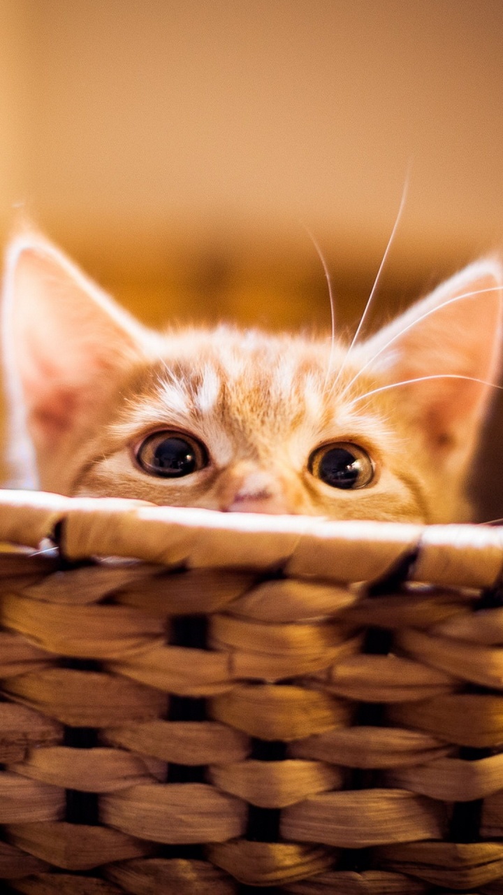 Whiskers, Cat, Snout, Kitten, Science. Wallpaper in 720x1280 Resolution