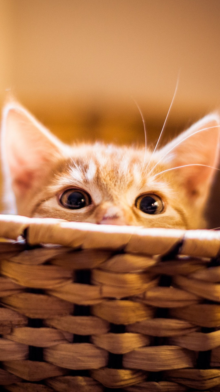 Whiskers, Cat, Snout, Kitten, Science. Wallpaper in 750x1334 Resolution