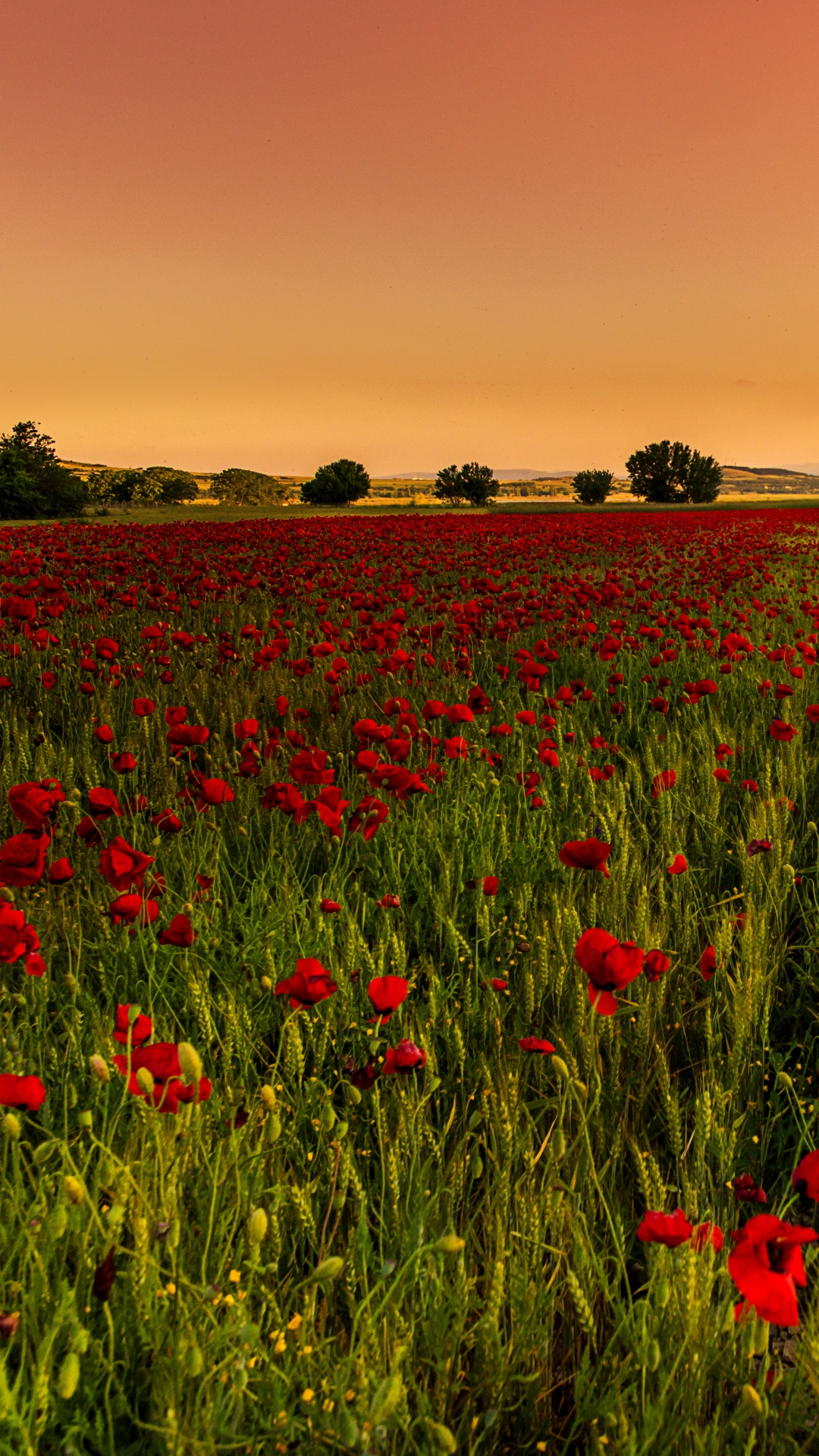 Champ de Fleurs Rouges au Coucher du Soleil. Wallpaper in 1080x1920 Resolution