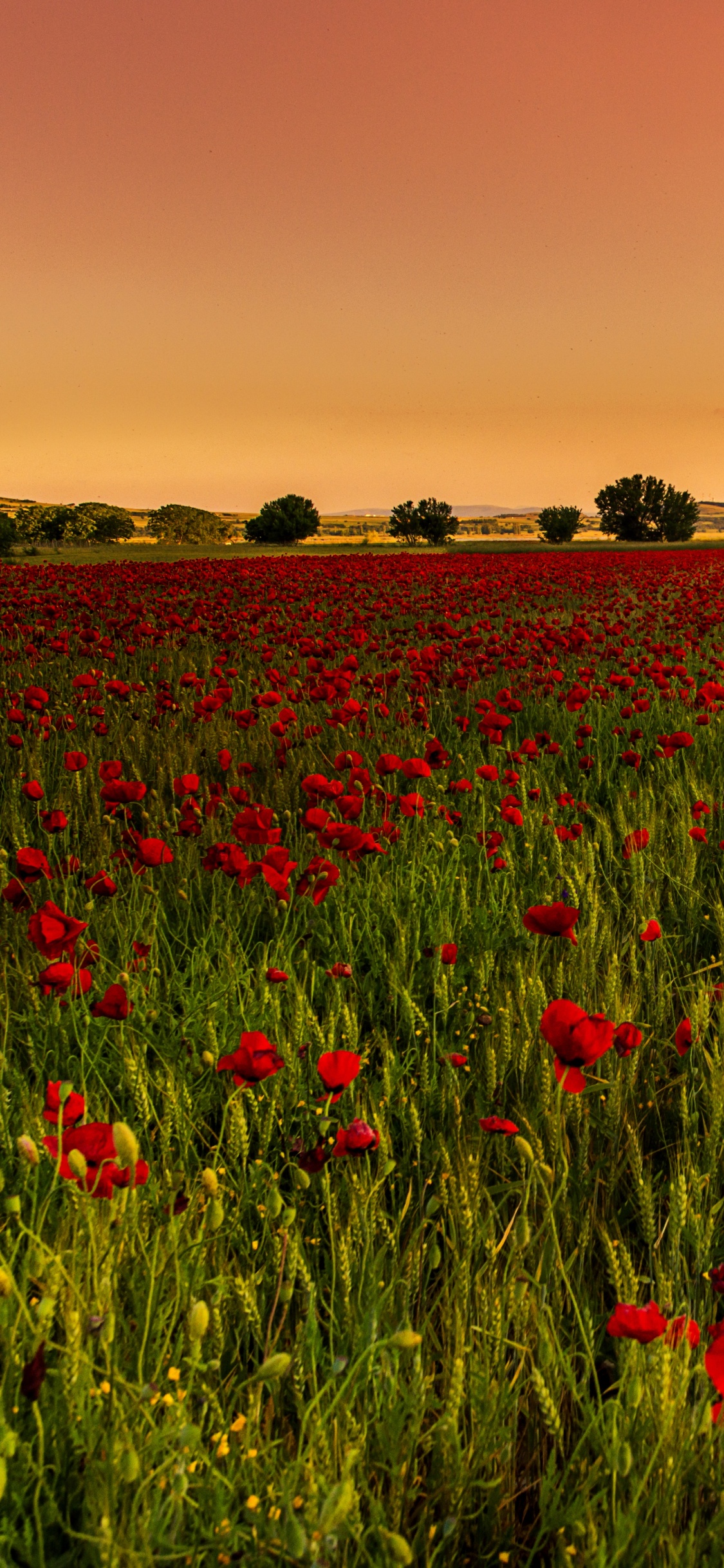 Champ de Fleurs Rouges au Coucher du Soleil. Wallpaper in 1125x2436 Resolution