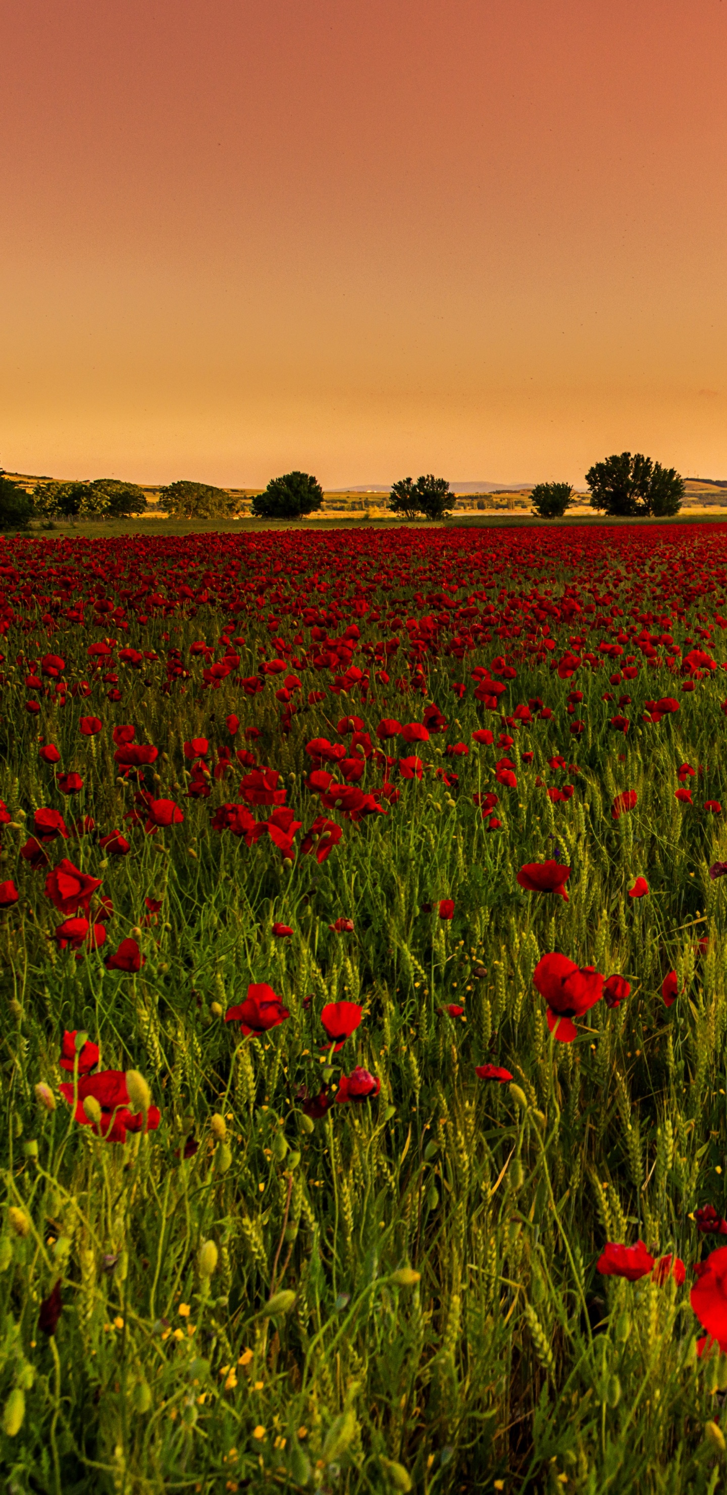 Champ de Fleurs Rouges au Coucher du Soleil. Wallpaper in 1440x2960 Resolution