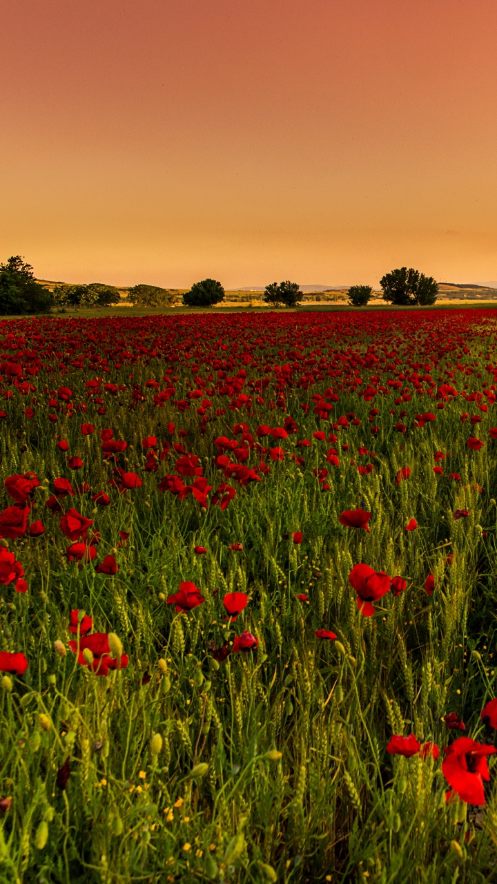 Champ de Fleurs Rouges au Coucher du Soleil. Wallpaper in 720x1280 Resolution