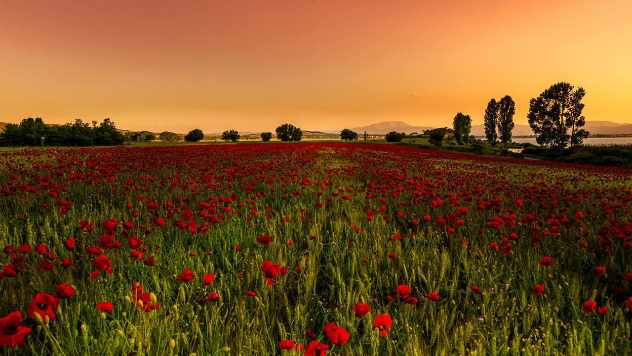 Rotes Blumenfeld Bei Sonnenuntergang. Wallpaper in 1280x720 Resolution