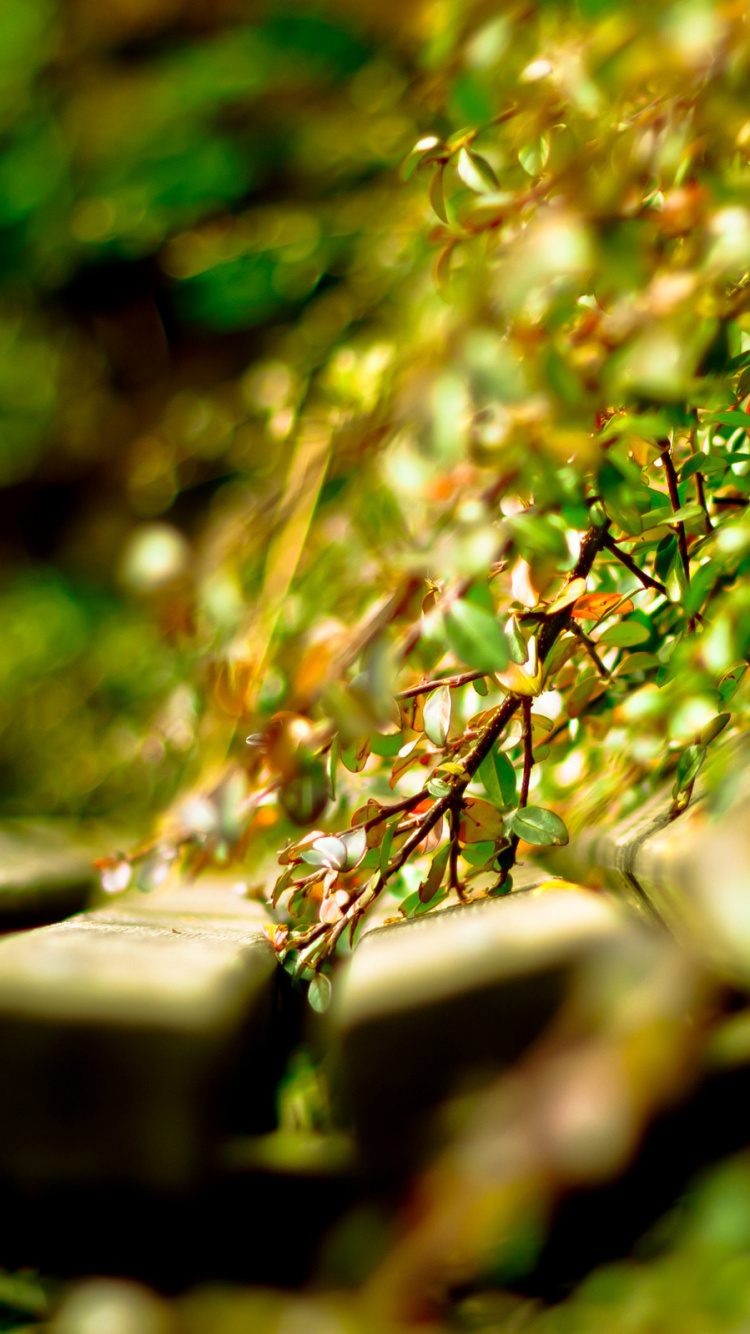 Eau, Liquid, Paysage Naturel, Plante Terrestre, Humidité. Wallpaper in 750x1334 Resolution