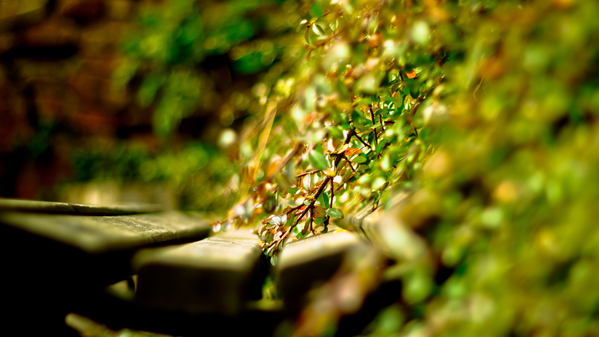 Wasser, Branch, Naturlandschaft, Terrestrische Pflanzen, Holz. Wallpaper in 1920x1080 Resolution