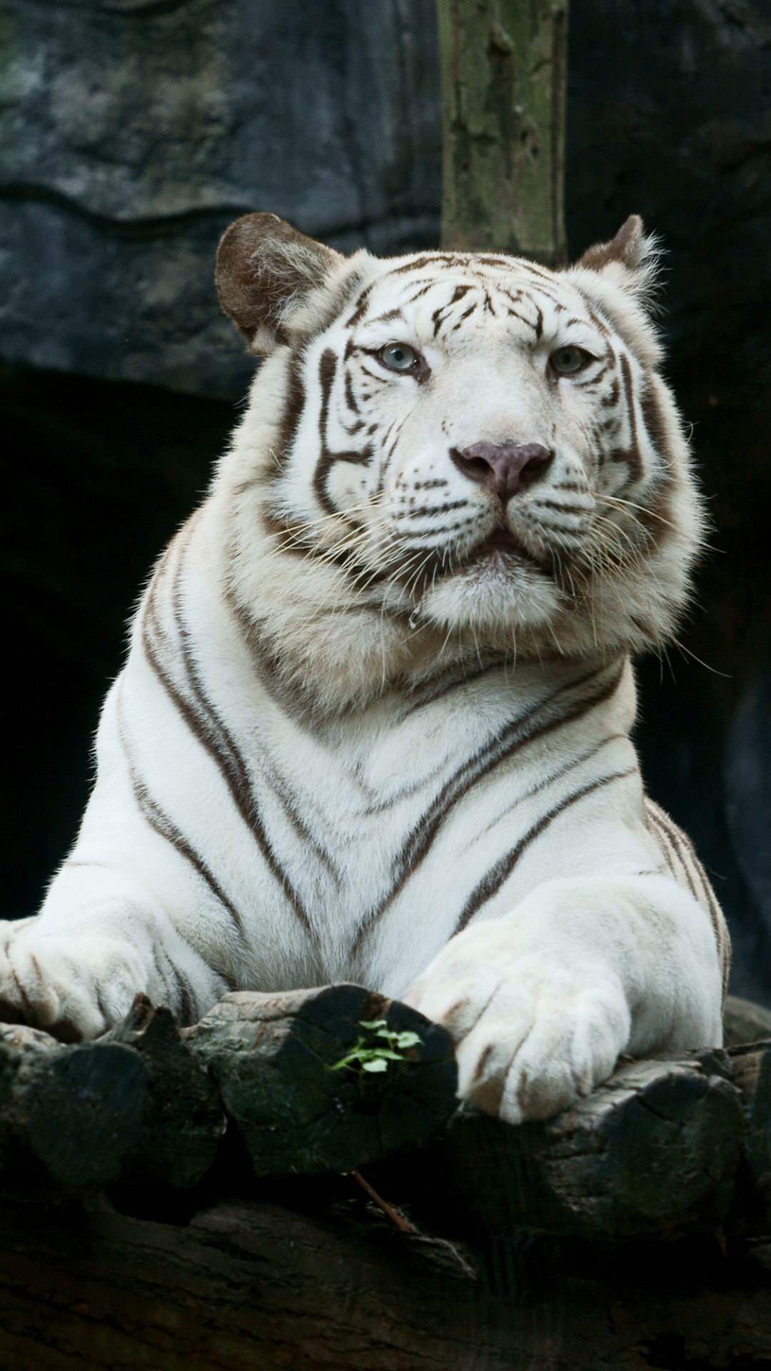 White Tiger on Black Rock. Wallpaper in 1080x1920 Resolution