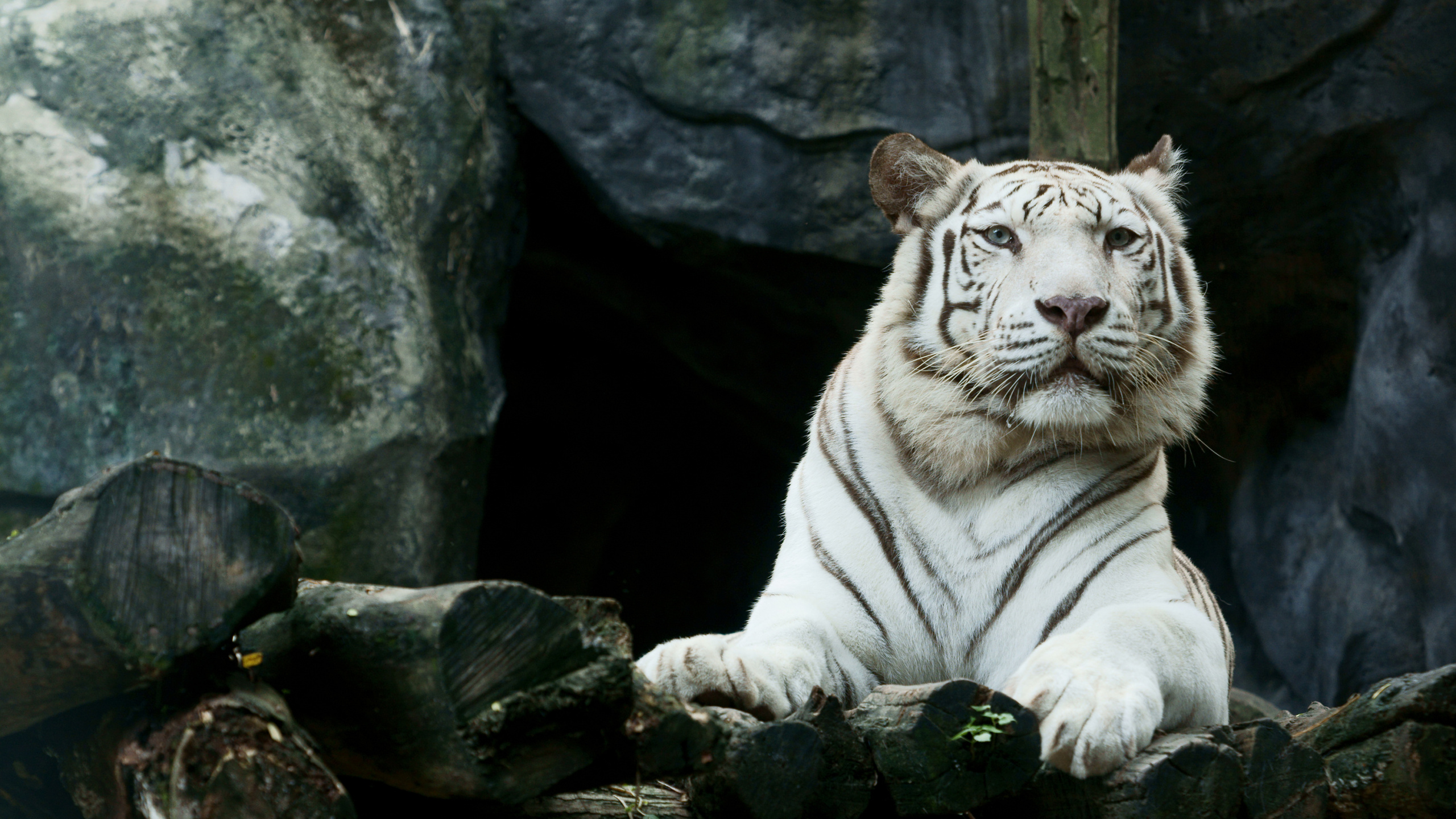 White Tiger on Black Rock. Wallpaper in 2560x1440 Resolution