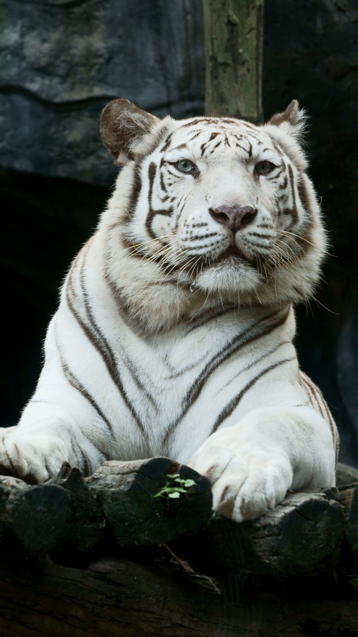 White Tiger on Black Rock. Wallpaper in 720x1280 Resolution