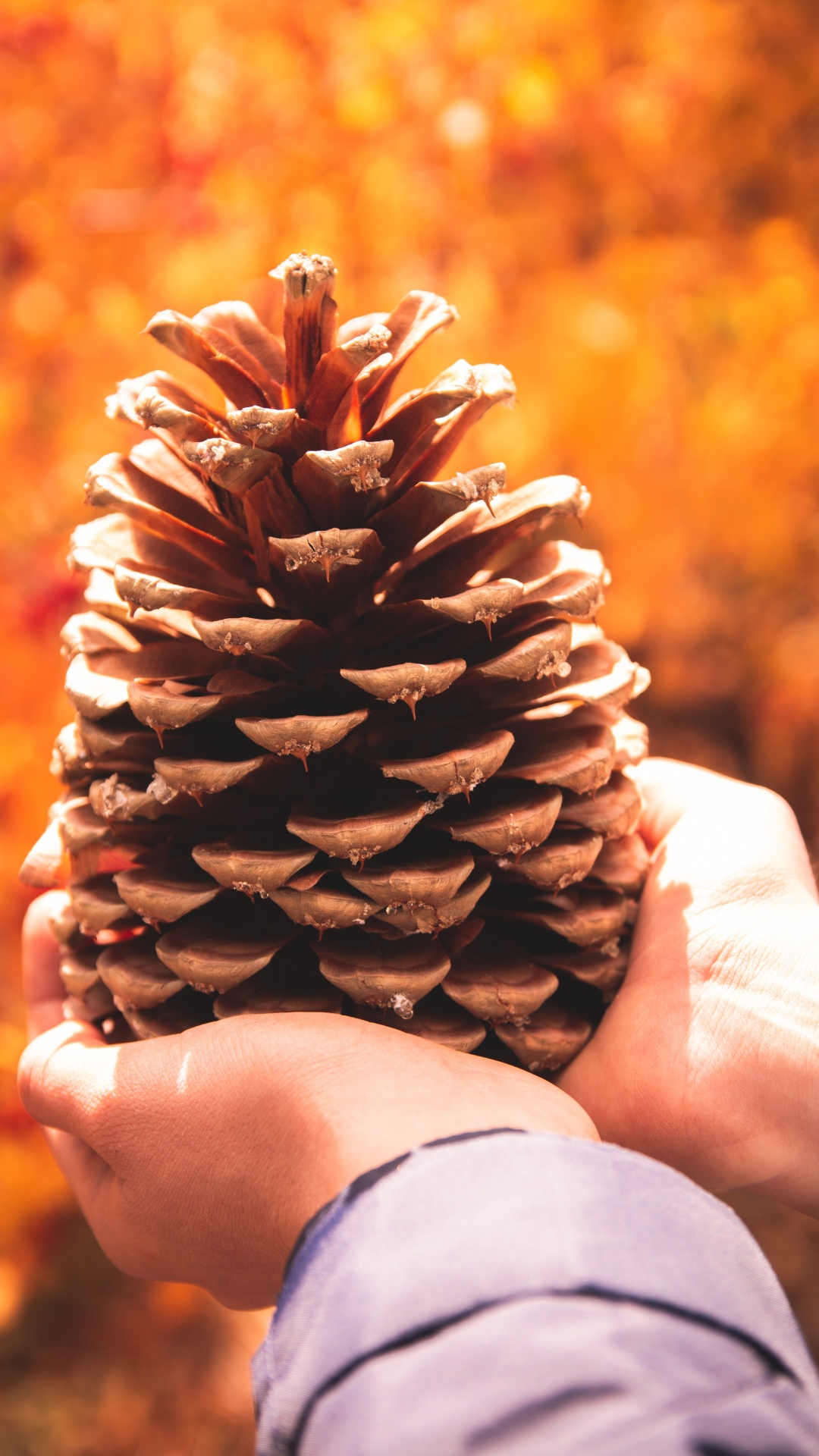Person Holding Brown Pine Cone. Wallpaper in 1080x1920 Resolution