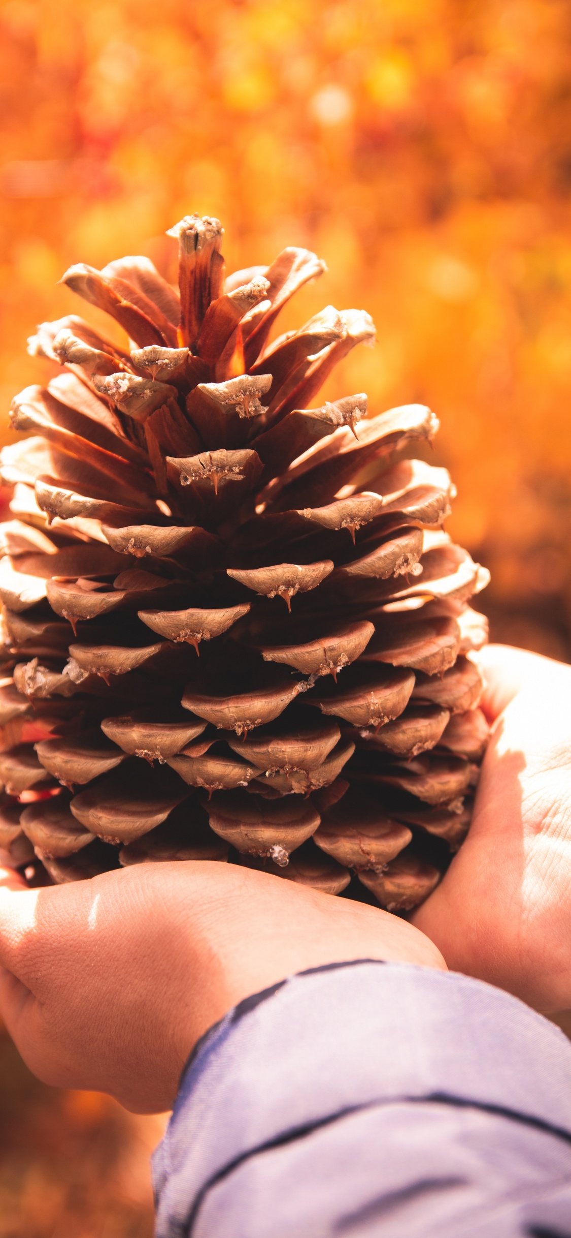 Person Holding Brown Pine Cone. Wallpaper in 1125x2436 Resolution