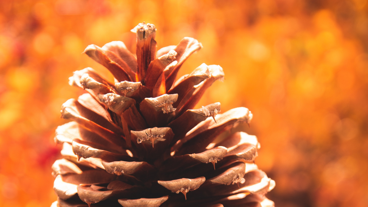 Person Holding Brown Pine Cone. Wallpaper in 1280x720 Resolution