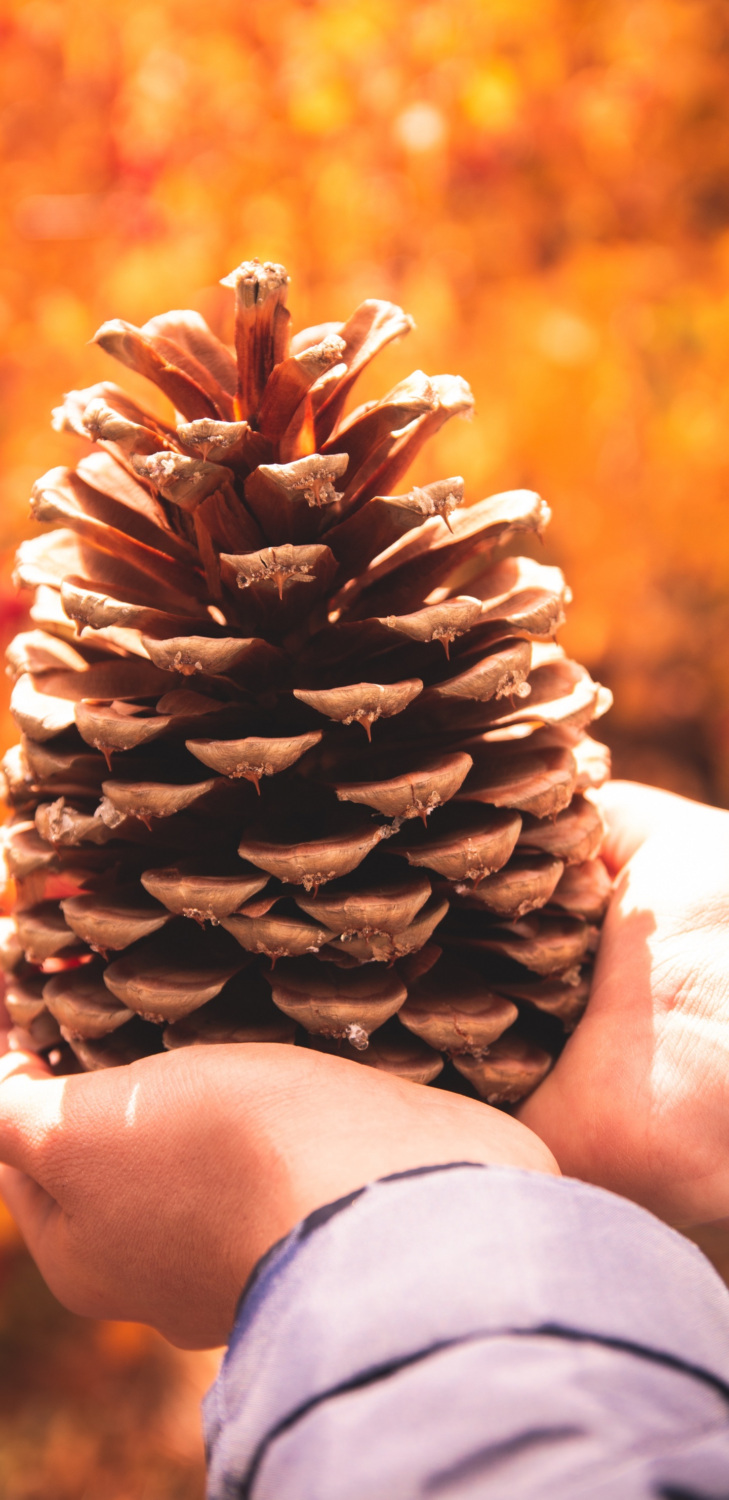 Person Holding Brown Pine Cone. Wallpaper in 1440x2960 Resolution