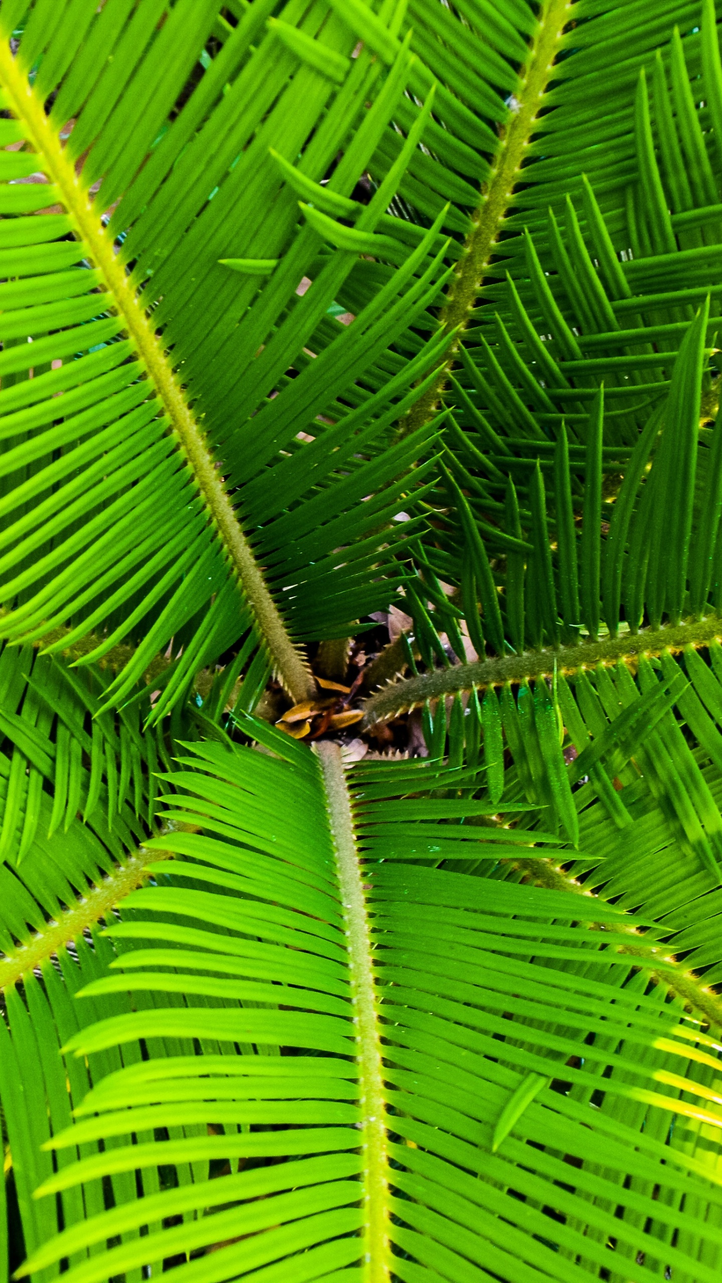 Araña Marrón en Hoja Verde. Wallpaper in 1440x2560 Resolution