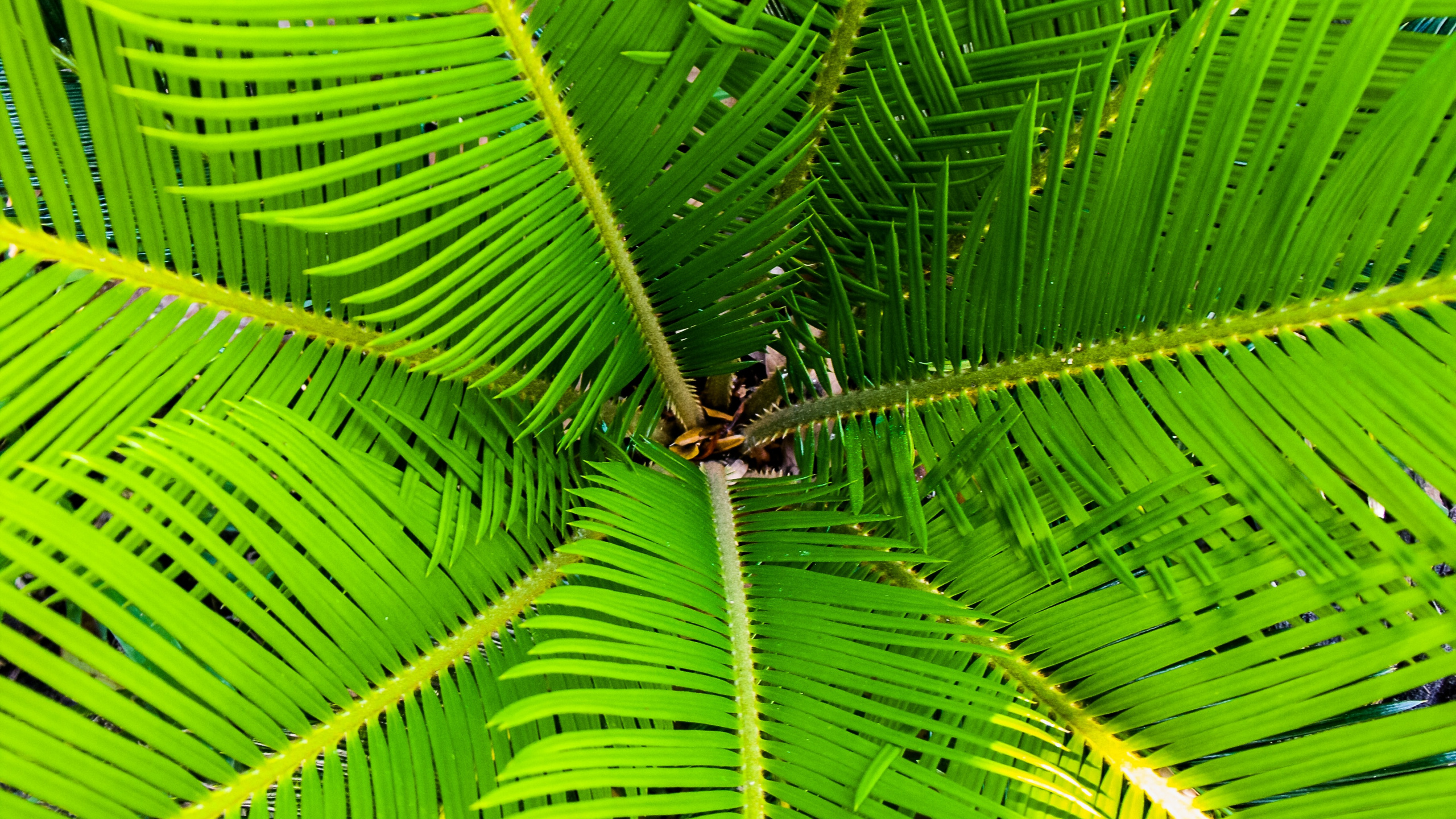 Braune Spinne Auf Grünem Blatt. Wallpaper in 2560x1440 Resolution