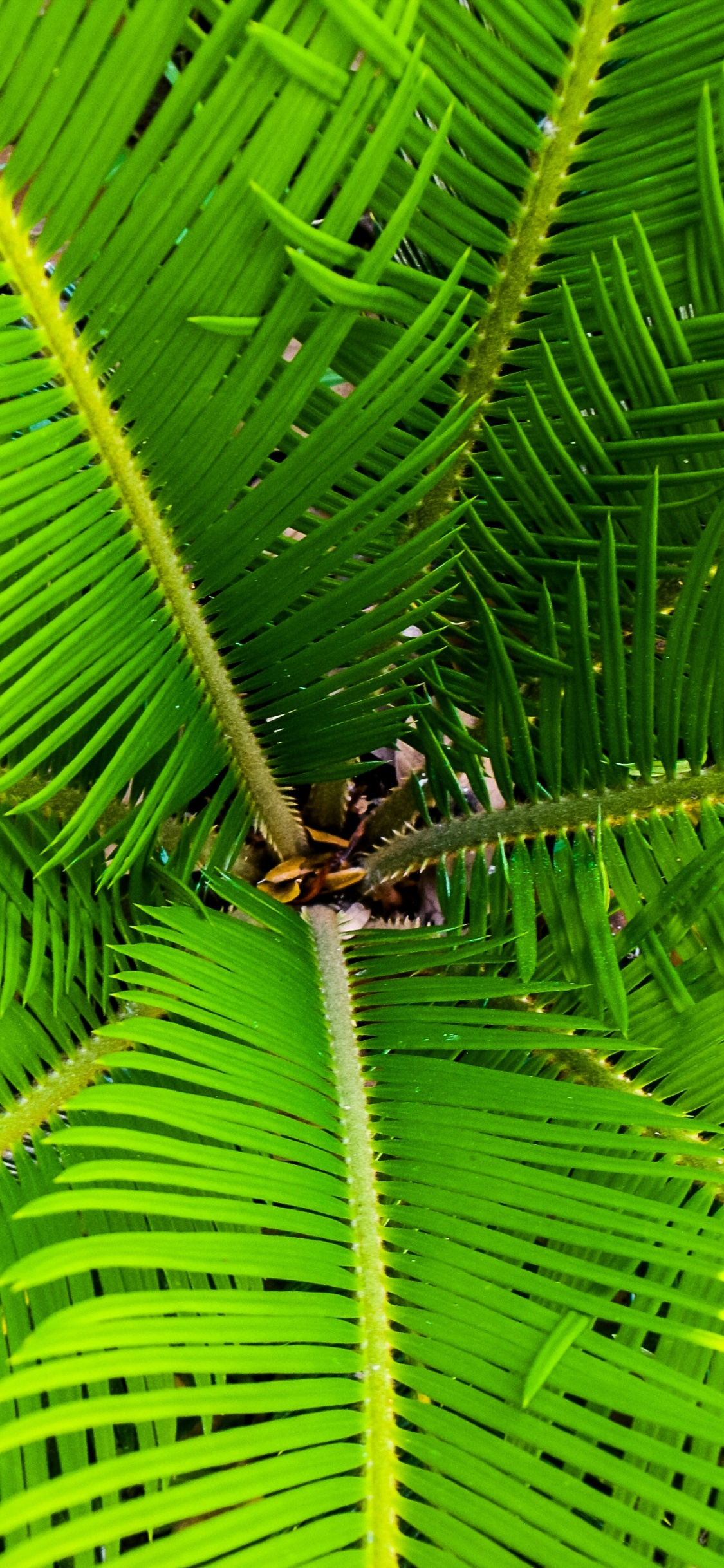 Araignée Brune Sur Feuille Verte. Wallpaper in 1125x2436 Resolution