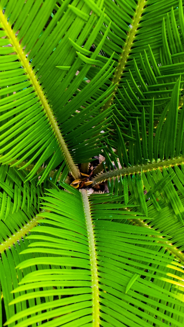 Araignée Brune Sur Feuille Verte. Wallpaper in 720x1280 Resolution