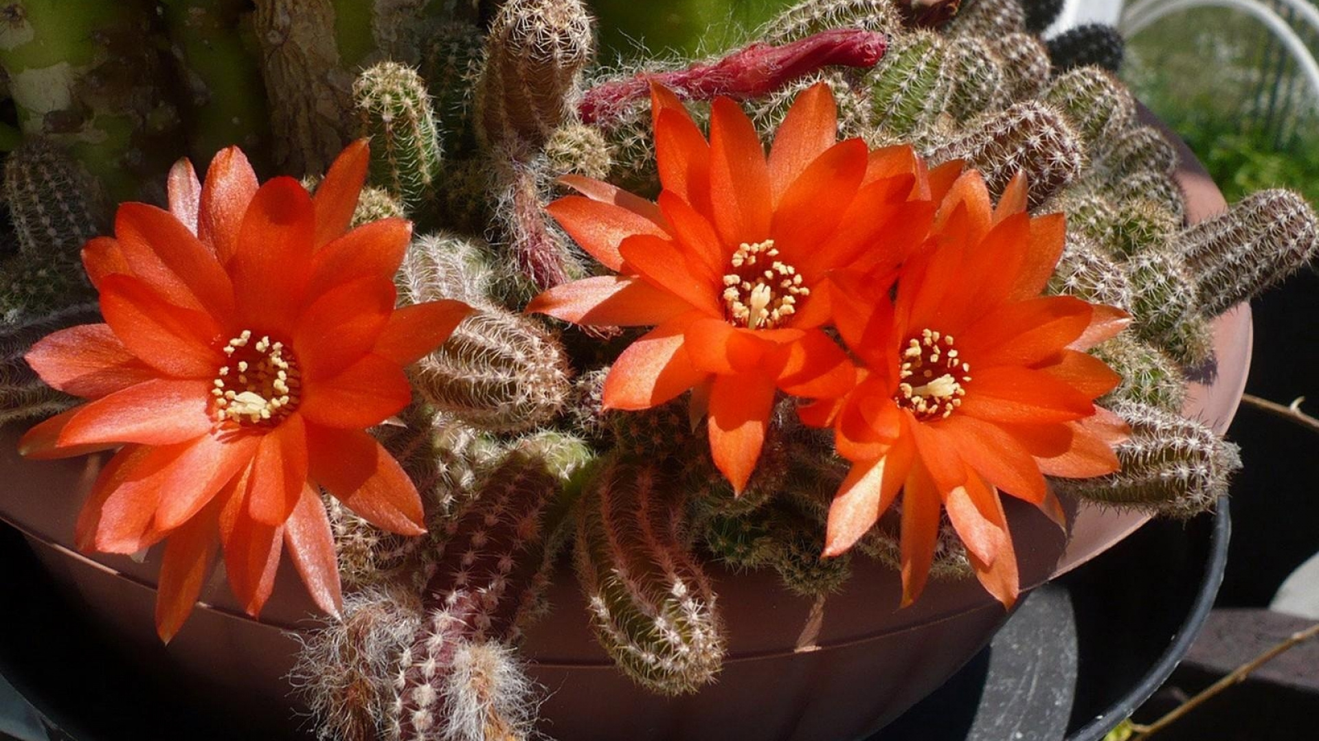 Red and Green Cactus Plant. Wallpaper in 1920x1080 Resolution