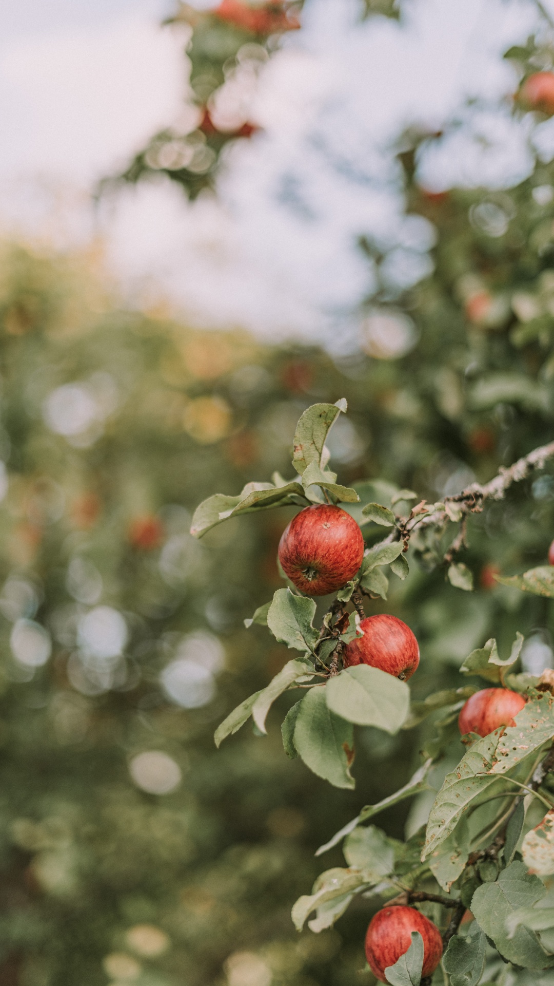 Rote Runde Frucht in Tilt-Shift-Linse. Wallpaper in 1080x1920 Resolution