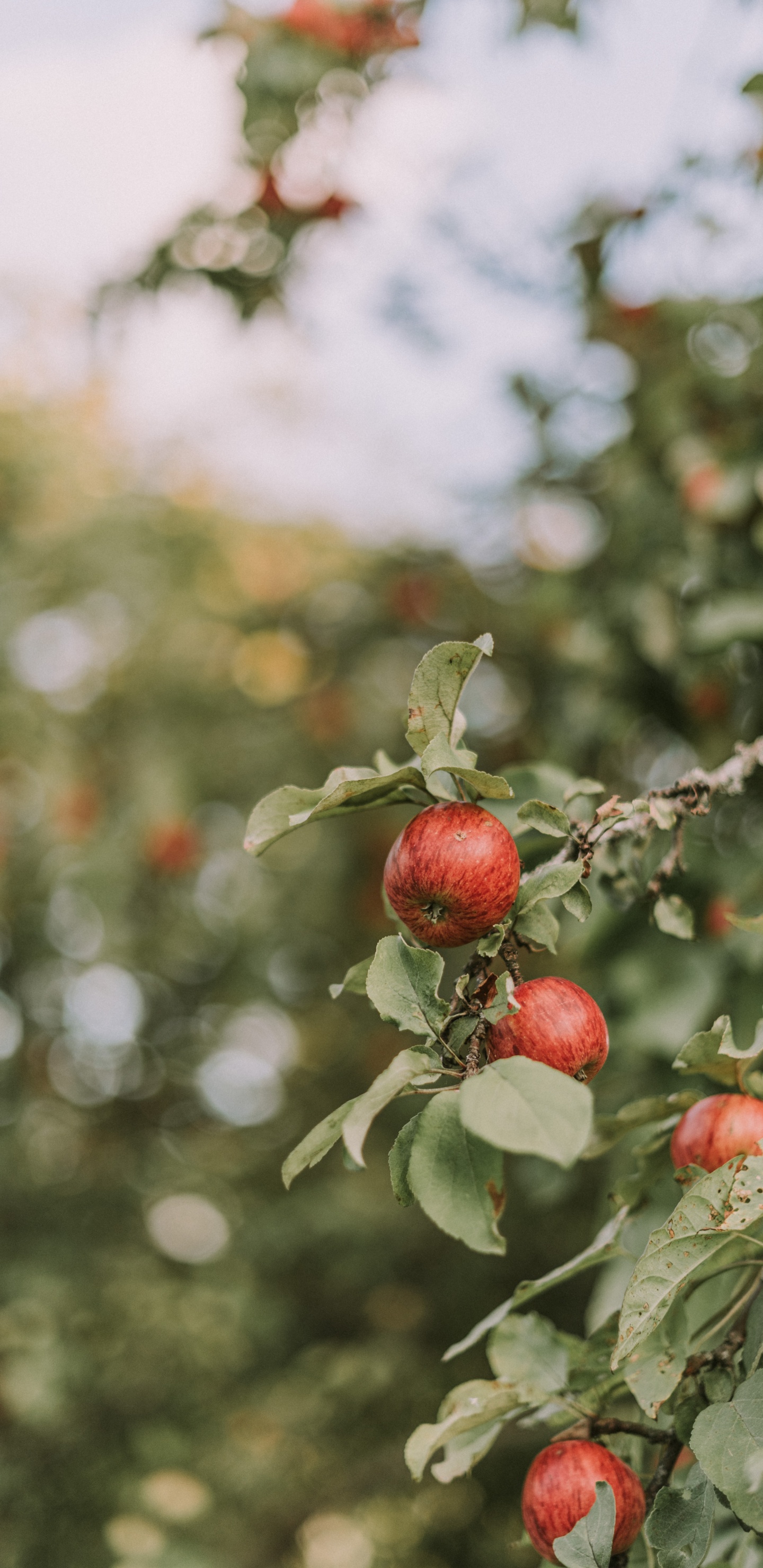 Rote Runde Frucht in Tilt-Shift-Linse. Wallpaper in 1440x2960 Resolution