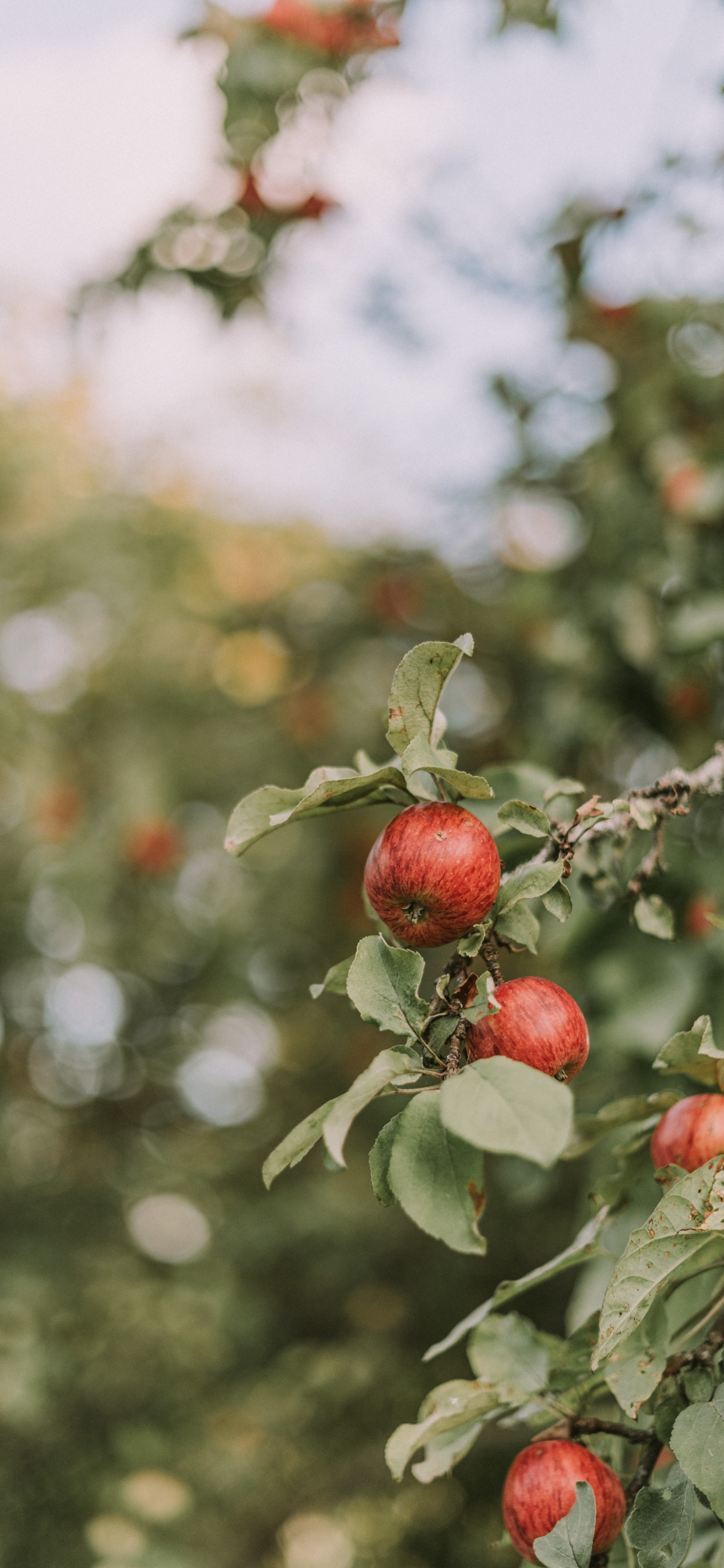 Red Round Fruit in Tilt Shift Lens. Wallpaper in 1242x2688 Resolution