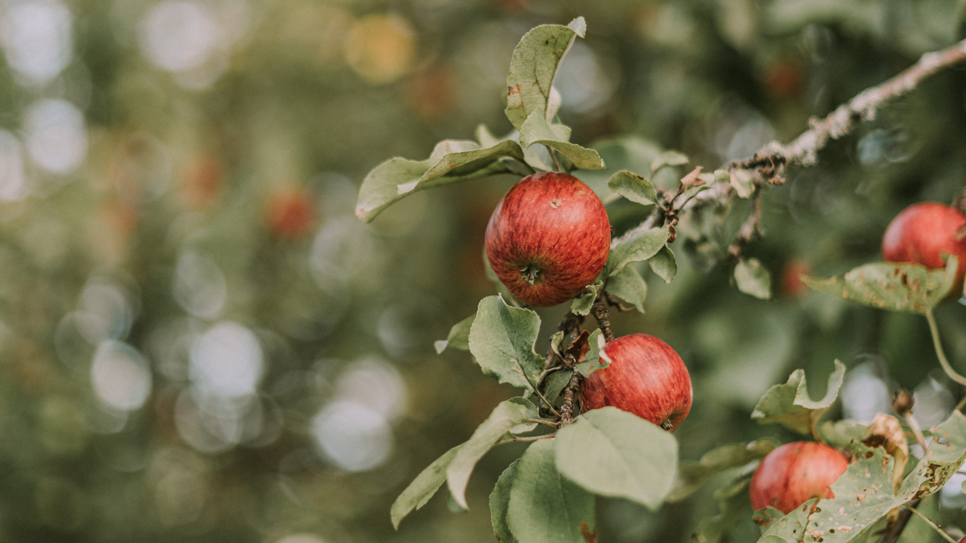 Red Round Fruit in Tilt Shift Lens. Wallpaper in 1920x1080 Resolution