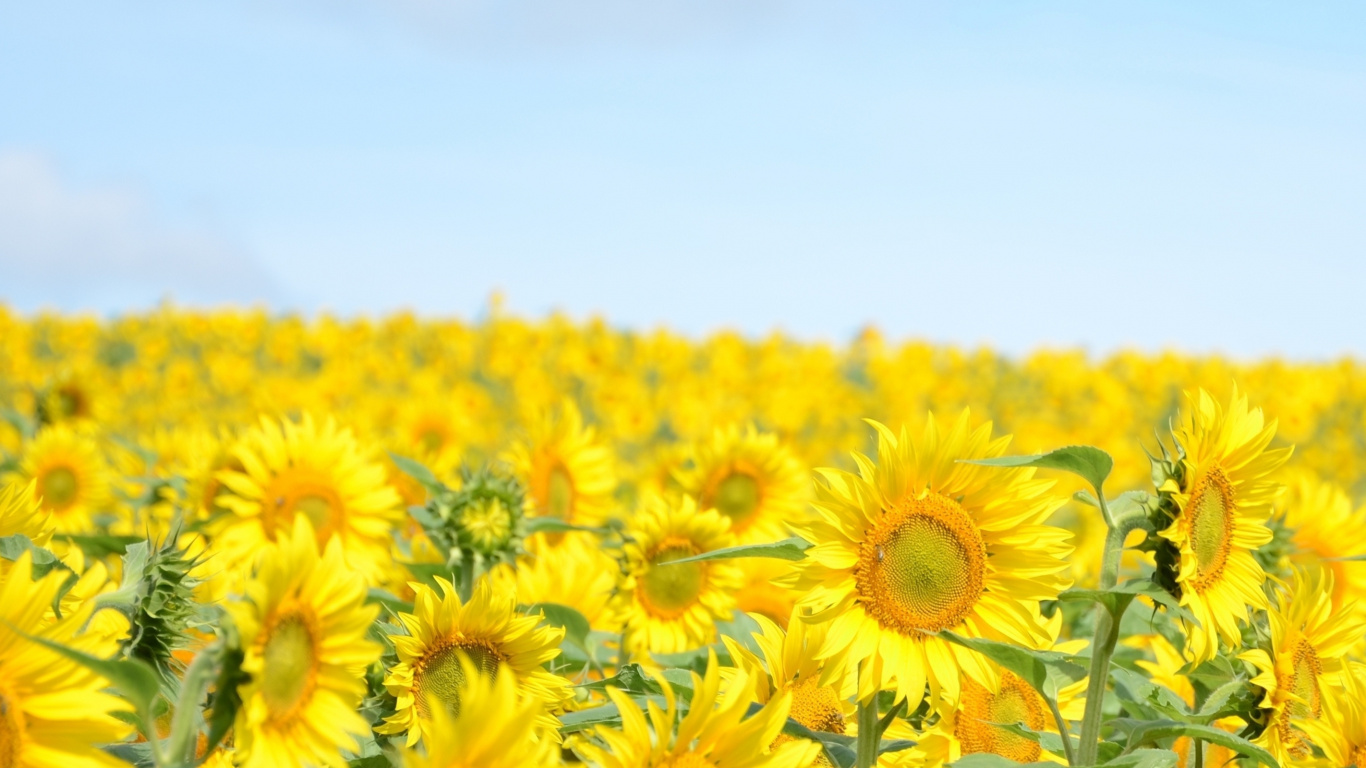 Gelbes Sonnenblumenfeld Unter Blauem Himmel Tagsüber. Wallpaper in 1366x768 Resolution