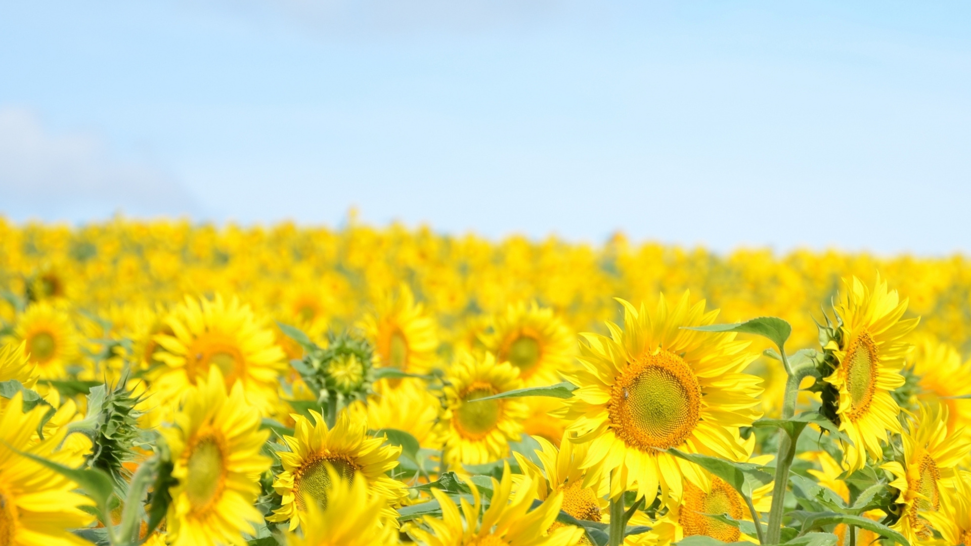 Gelbes Sonnenblumenfeld Unter Blauem Himmel Tagsüber. Wallpaper in 1920x1080 Resolution