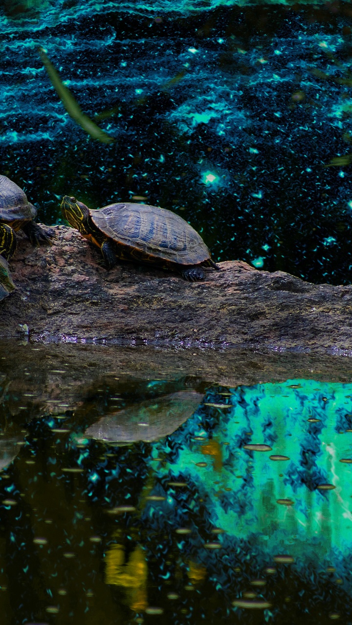 Wasser, Teich, Flüssigkeit, Reptil, Holz. Wallpaper in 720x1280 Resolution