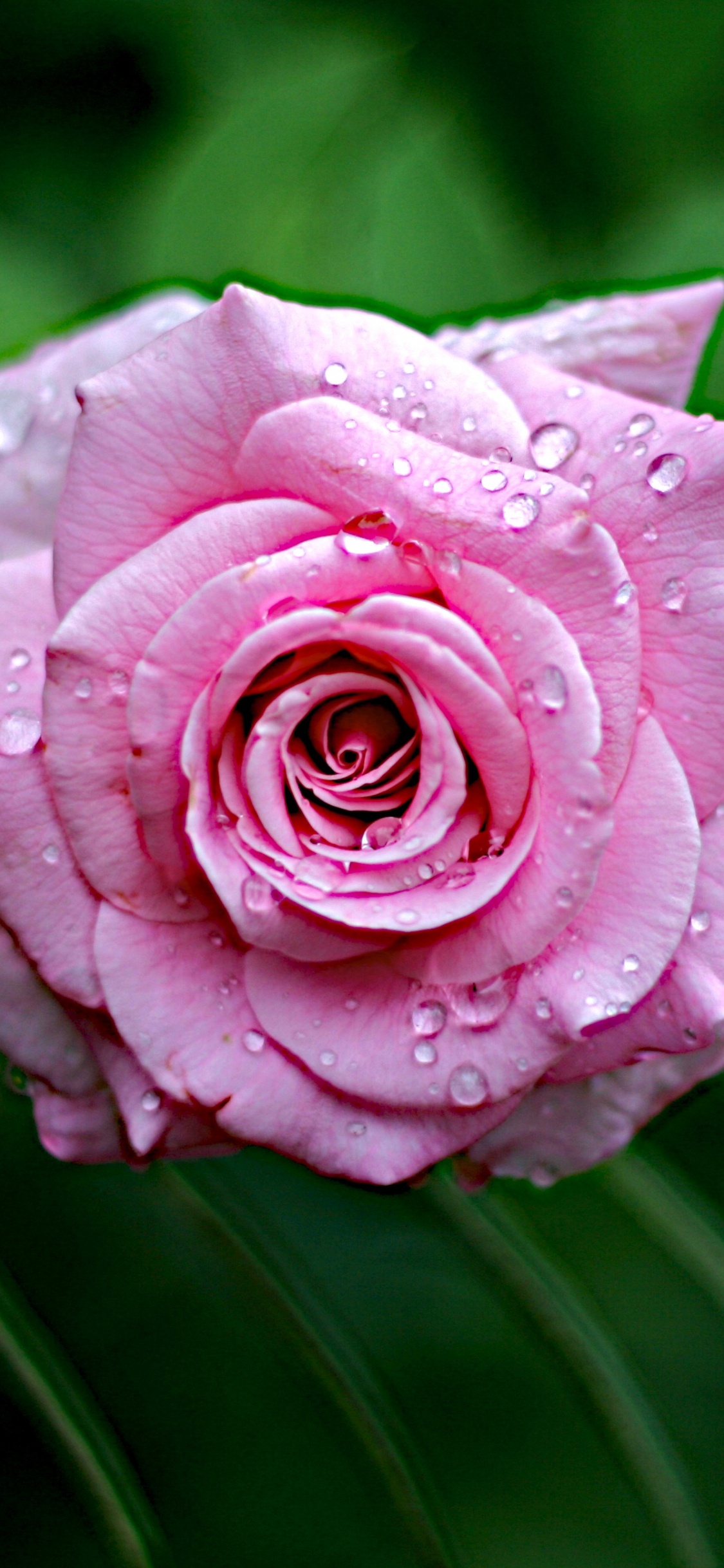 Pink Rose in Bloom During Daytime. Wallpaper in 1125x2436 Resolution