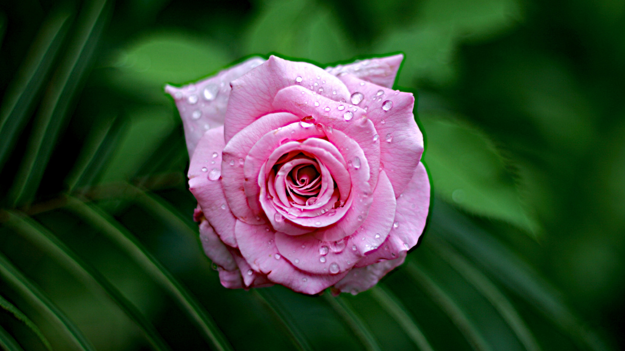 Pink Rose in Bloom During Daytime. Wallpaper in 1280x720 Resolution