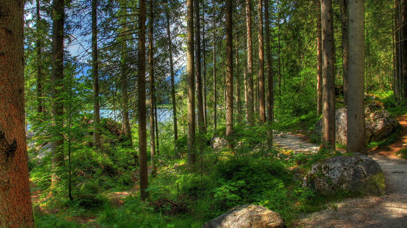 Arbres Verts Sur la Forêt Pendant la Journée. Wallpaper in 1366x768 Resolution