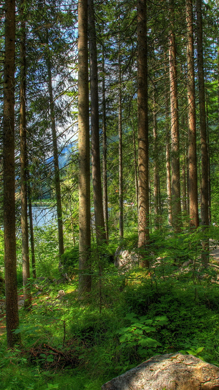 Tagsüber Grüne Bäume im Wald. Wallpaper in 750x1334 Resolution